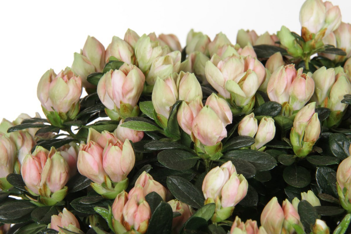 Azalea indica Hortinno Lime Vintage