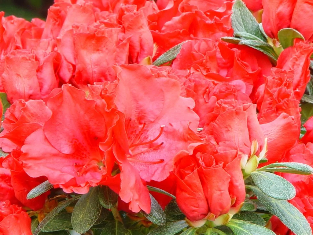 Azalea indica 'Friedhelm Scherrer'
