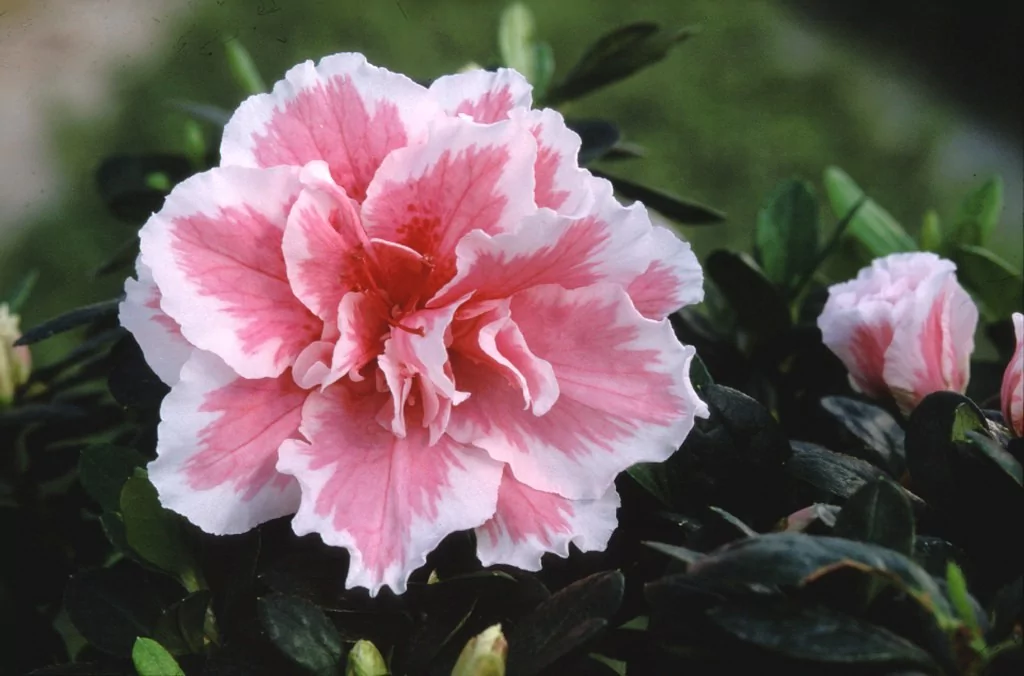Azalea indica 'Ilona'