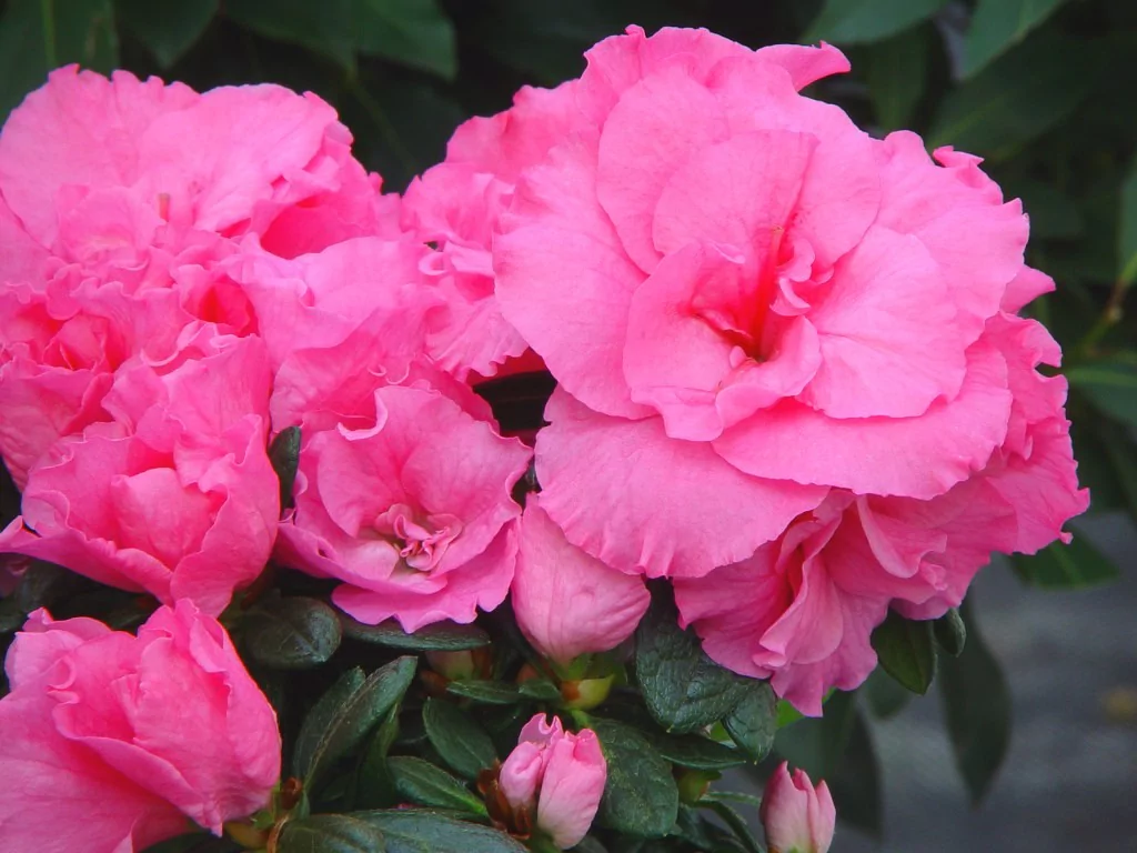 Azalea indica 'Meggy'