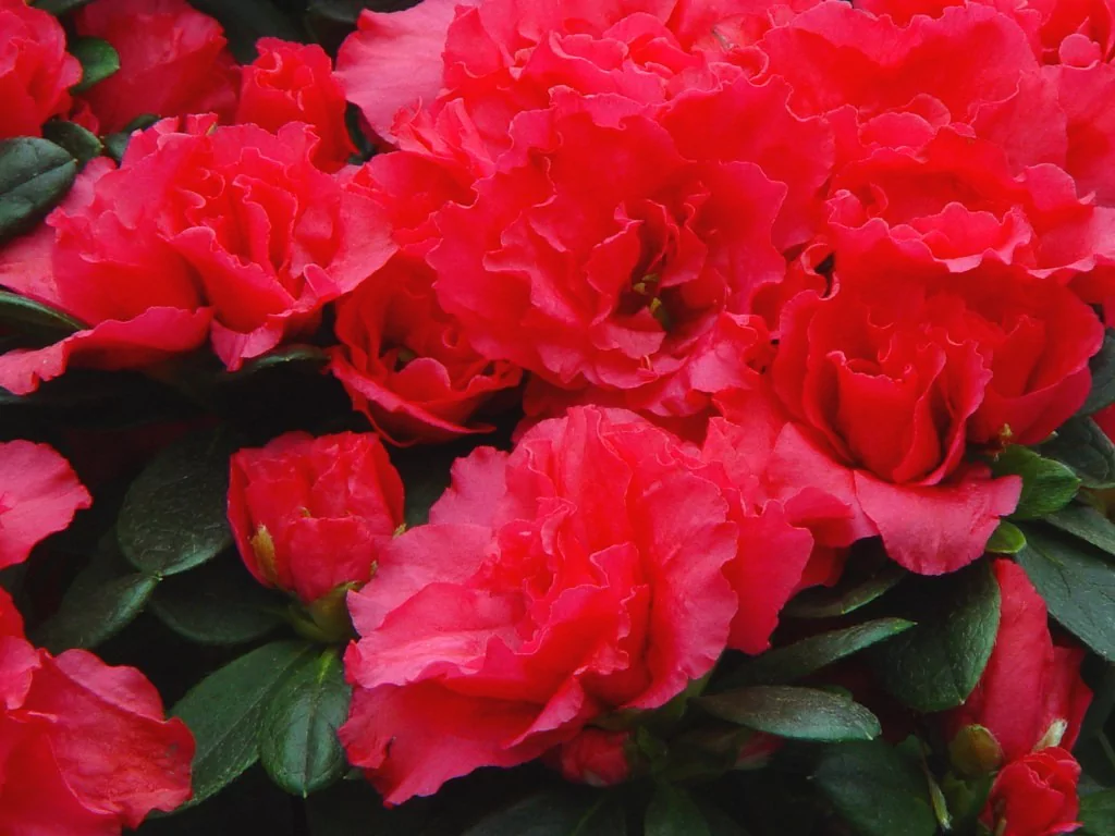 Azalea indica 'Nordlicht'
