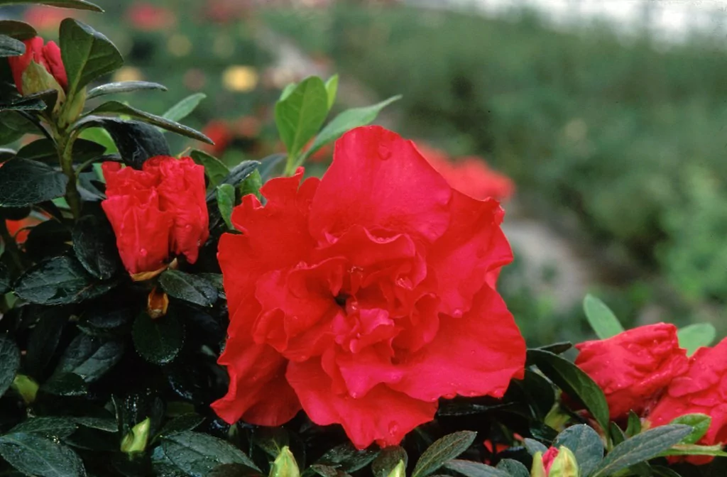 Azalea indica 'Otto'
