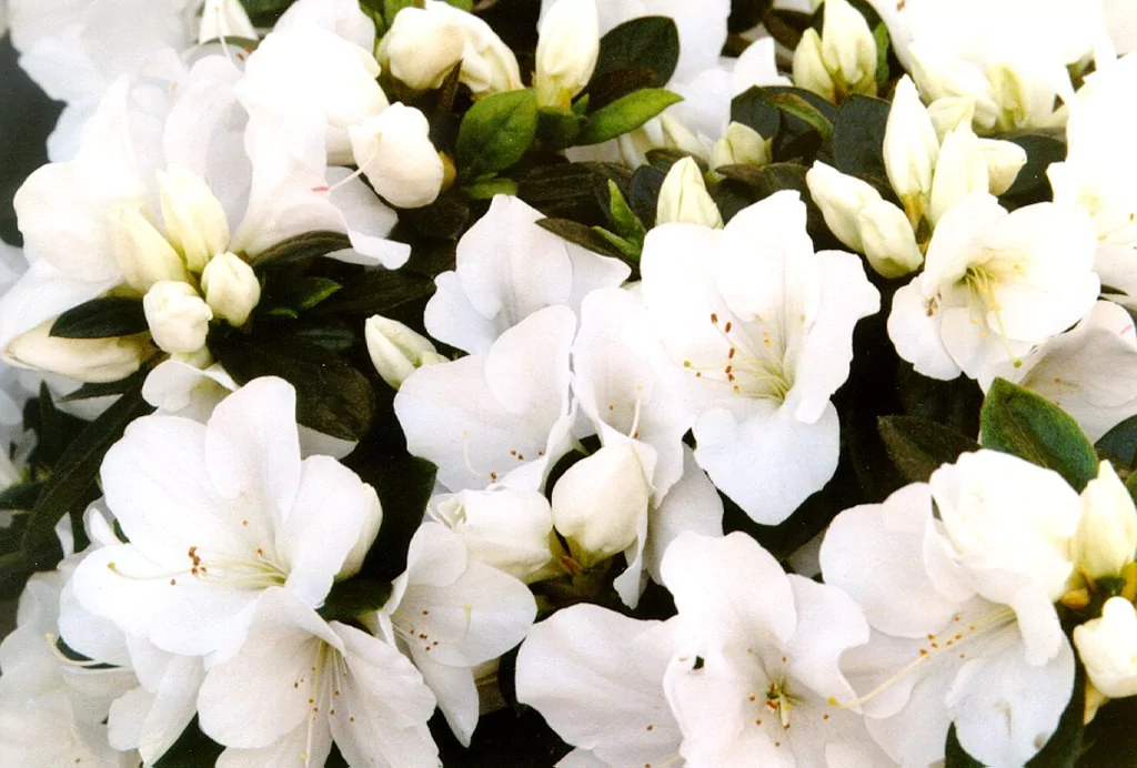 Azalea indica 'Polarstern'