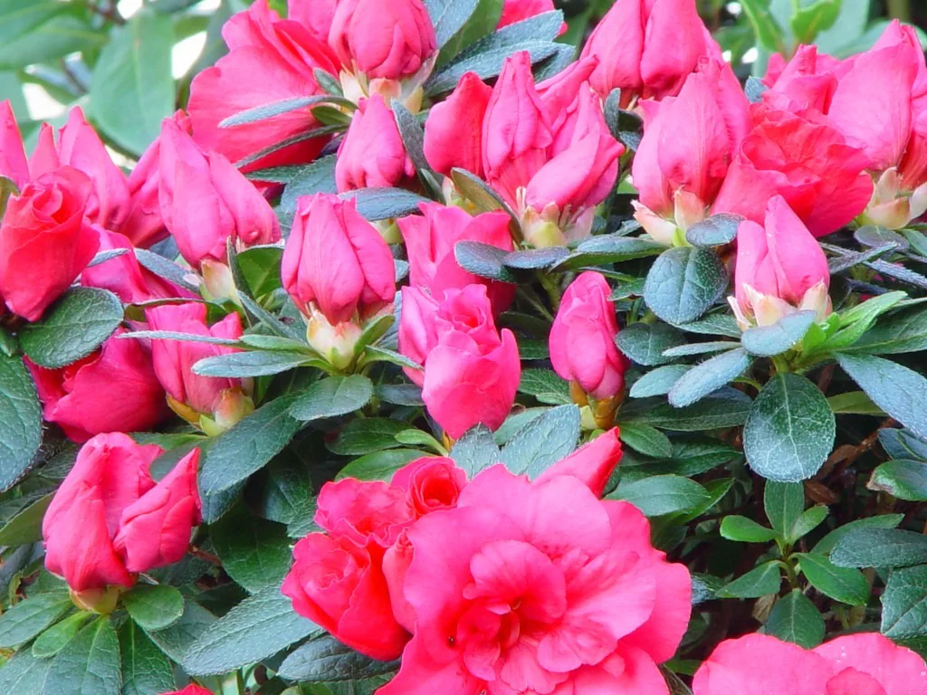 Azalea indica 'Tamira'