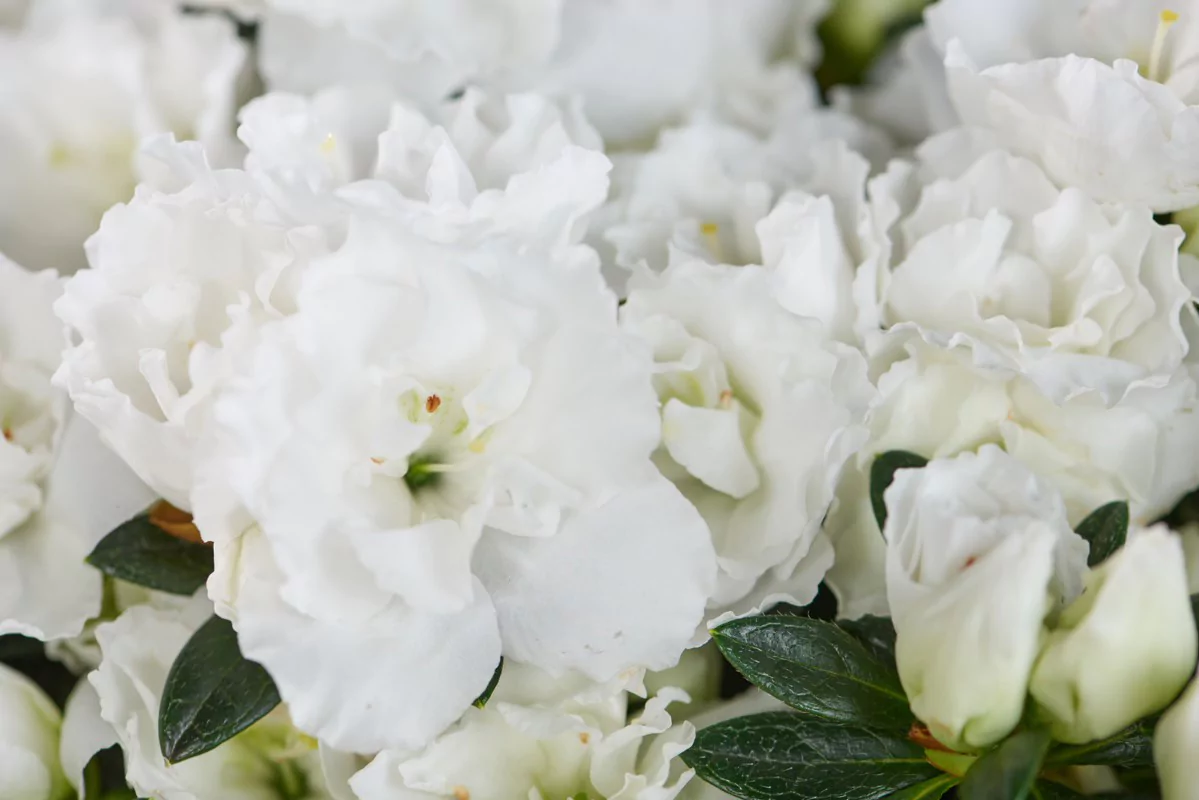 Azalea indica Hortinno Christine Belli