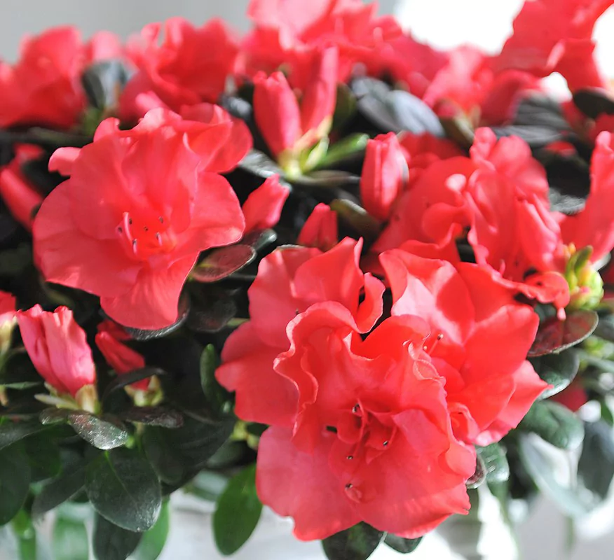 Azalea indica Toshi Paris